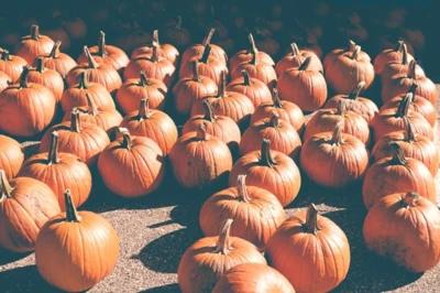 Pumpkins Versus Apples: What's the Best Fall Food?