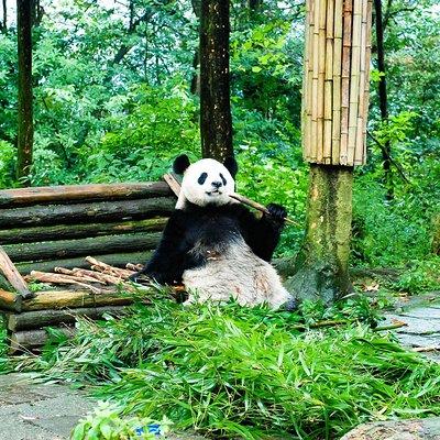 Giant Panda and Leshan Buddha Day Trip from Chengdu