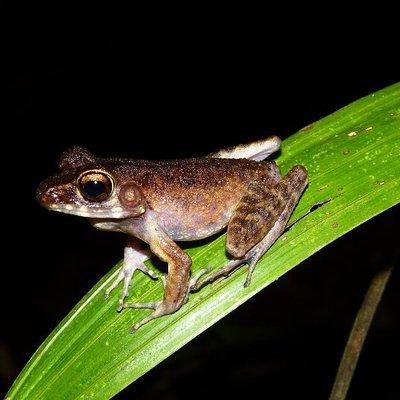 Night Frogs Tour at Kubah National Park