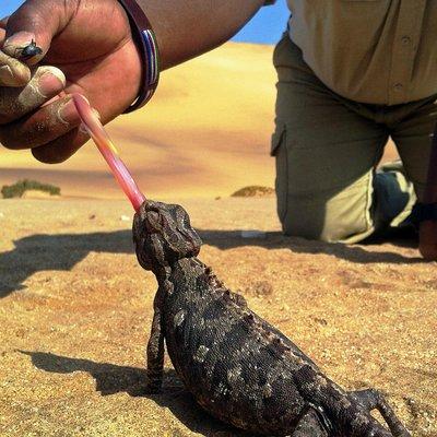 Living Dunes Experience from Swakopmund