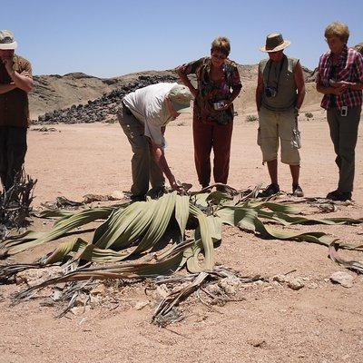 Welwitschia Tour from Swakopmund