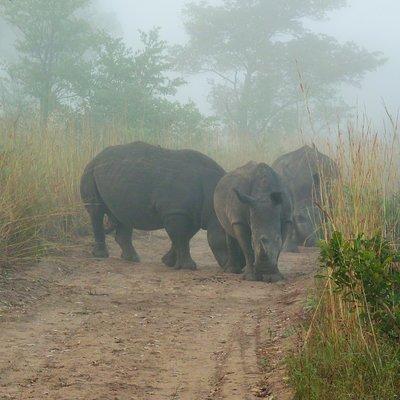 Kruger National Park Morning Game Drive from Hazyview