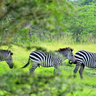 1 Day Lake Mburo Tour from Kampala