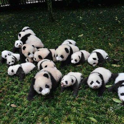 1-Day Dujiangyan Panda Base Volunteer Program Tour from Chengdu