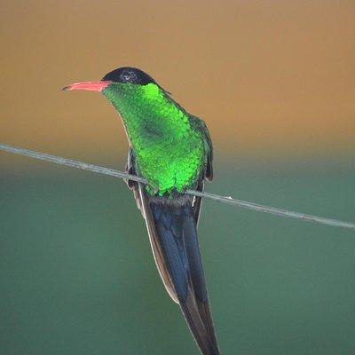 Bird Watching Tour in St Lucia