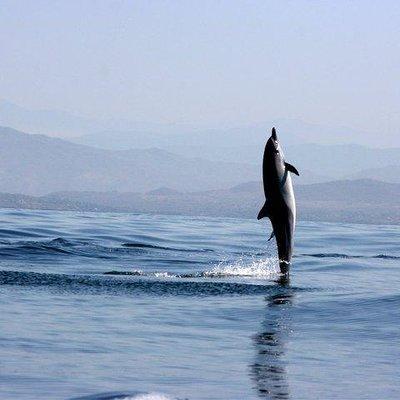 Beaches Dolphins And Viewpoints Discovering The Hidden Port By Sea And Land