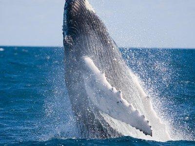 Whale-Watching and Orange County Beaches Tour from Anaheim