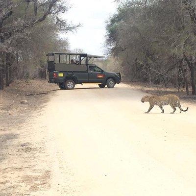 Kruger National Park Private Guided Afternoon Game Drive