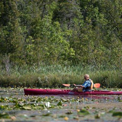 Door County Wetlands Kayak Tour