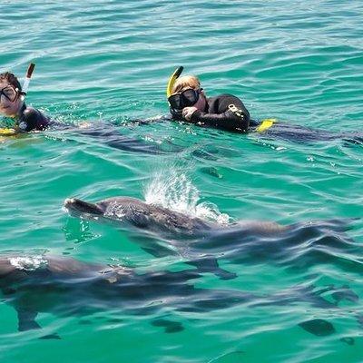 Swim with Wild Dolphins Day Tour