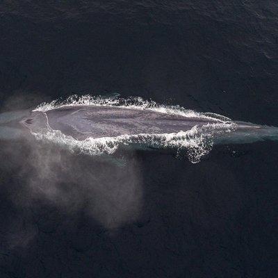 Half-Day Whale Watching Tour From Monterey