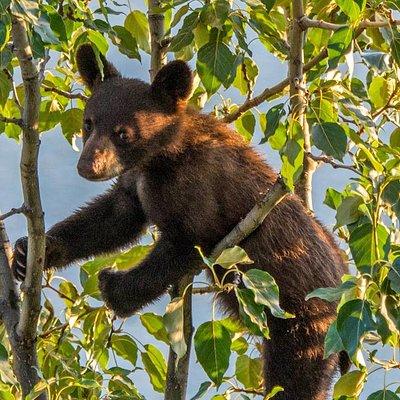 Jasper Evening Wildlife Tour