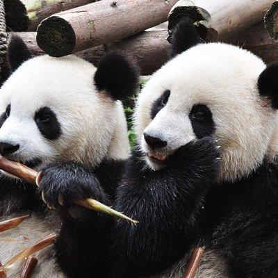 Chengdu Private Sightseeing Tour with Panda Breeding Center Visit