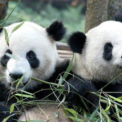 Private Half-Day Chengdu Panda Breeding Center Tour with Optional Volunteer