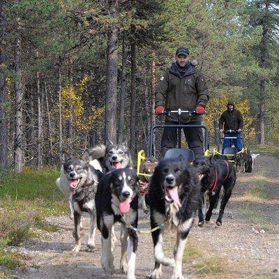 Autumn Husky Sit and Drive Cart Tour from Kiruna