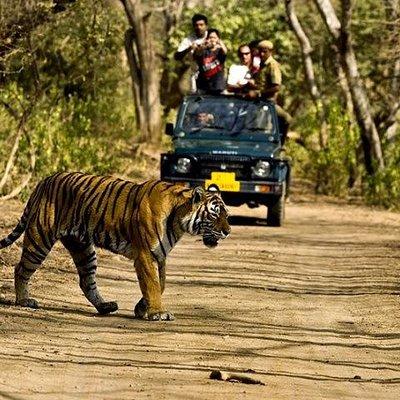 Private 5-Day Ranthambhore Tiger Tour from Delhi including the Taj Mahal, Agra and Jaipur