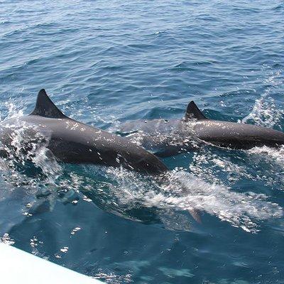 Huatulco Shore Excursion: Seven Bays Private Tour