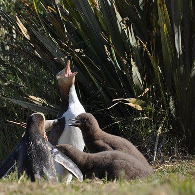 Iconic Wildlife Tour with Yellow Eyed Penguins & Royal Albatross