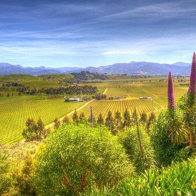 Full-Day Wine Gourmet and Scenic Delight Tour of Marlborough from Blenheim