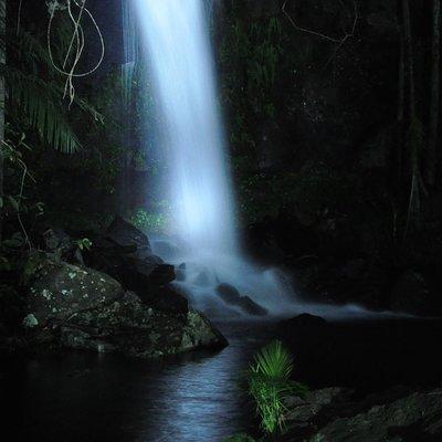  Evening Rainforest & Glow Worm Experience - Small Group Tour