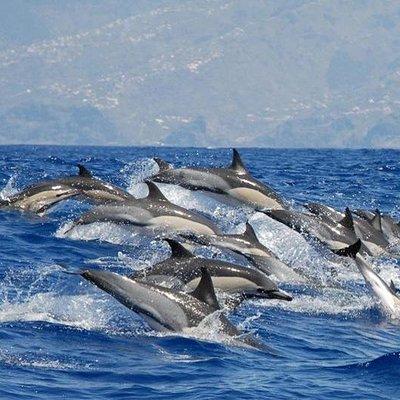 Whale and Dolphin Watching in Calheta, Madeira Island