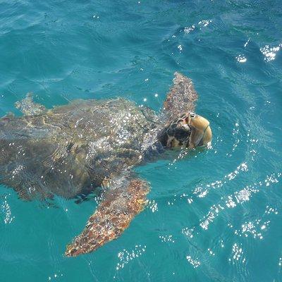 Turtle Spotting Cruise in Zakynthos