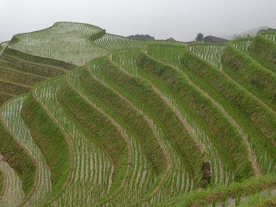 One Day Private Longji Rice Terraces with Minority village tour