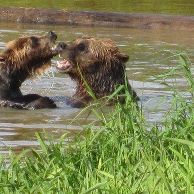 Wildlife and Glaciers with a walk in the Rainforest