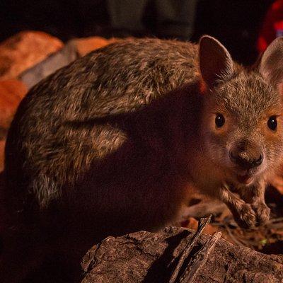 Alice Springs Desert Park Nocturnal Tour