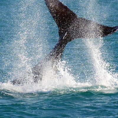 2 Hour Whale-Watching Cruise from Hillarys Boat Harbour