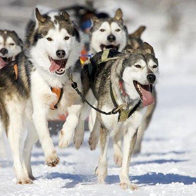 Snowy Trails 10km Husky Safari from Rovaniemi 