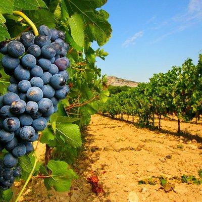 Half Day Great Vineyard Tour from Avignon