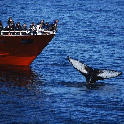 The Original Classic Whale Watching from Reykjavik