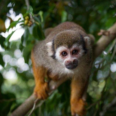 Monkeyland and Zipline Adventure from Puerto Plata