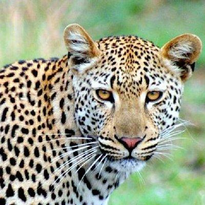 One Night Leopard Tour of Kruger National Park from Nelspruit