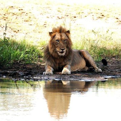 2 Nights Lion King Safari to Kruger from Nelspruit