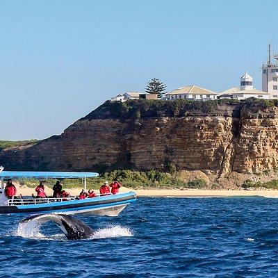 Humpback Whale Encounter Tour from Newcastle