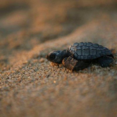 Los Cabos Turtle Release Eco-Experience