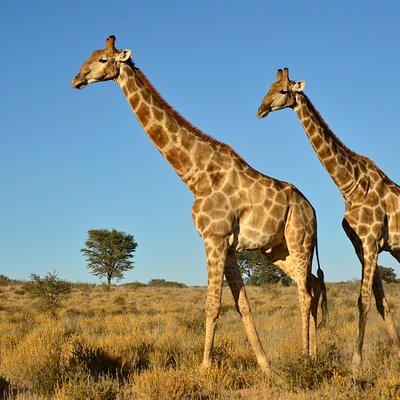 Half Day Safari Tour from Durban