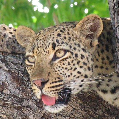 3 day Private Authentic Kruger Park Experience
