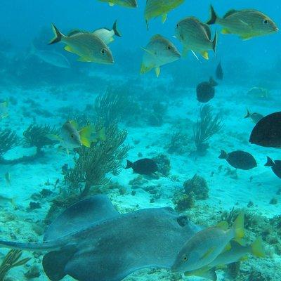 Stingray City and Snorkel Tour With Lunch