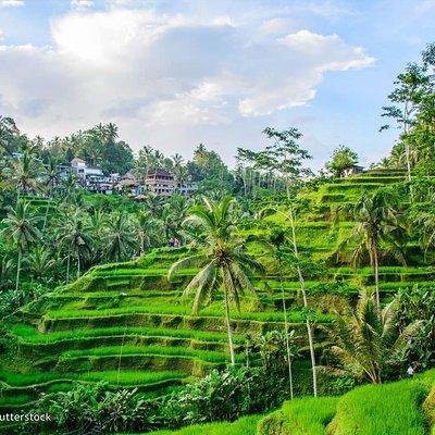 All-Inclusive Ubud Private Tour