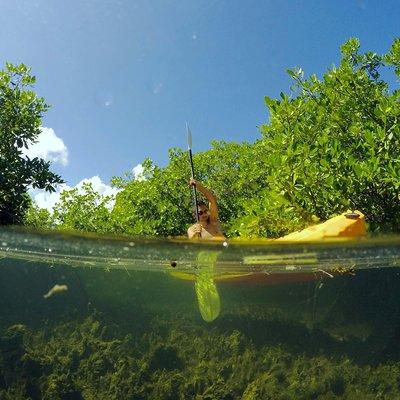 Magic Mangrove Paddle in Beef Island Lagoon