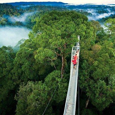 Monteverde Cloud Forest and Hanging Bridges in Selvatura Tour from San Jose