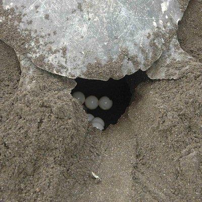 Night Turtle Nesting Tour from Tamarindo