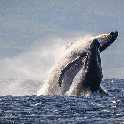 Whale Watching Cruise with Open Bar from Ka'anapali Beach