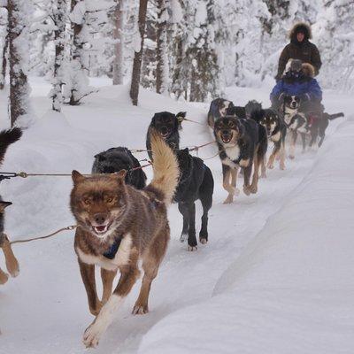 Sit Back and Relax Morning Husky Tour