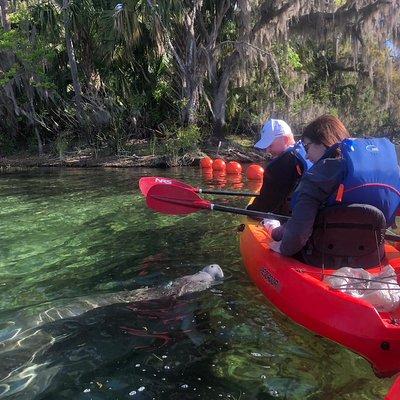 Orlando Manatee Encounters