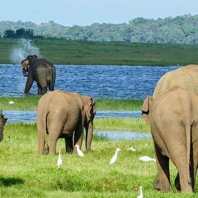 Day tour to Minneriya National Park,Sigiriya & Dambulla from Kandy