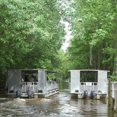 Jean Lafitte 90-Minute Swamp and Bayou Boat Tour